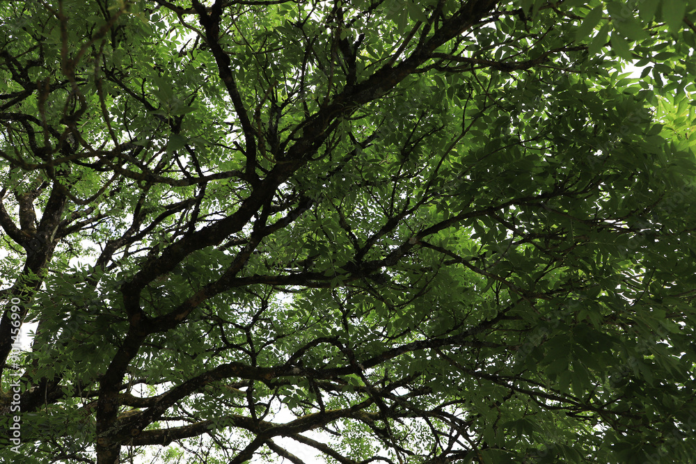 Fototapeta premium Green tree canopy with branches and leaves viewed from below 