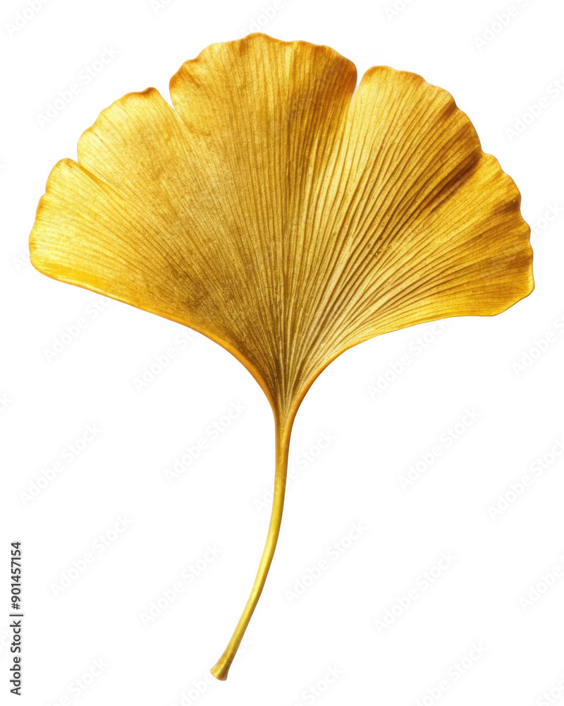 Golden Ginkgo Leaf with fan-shaped structure, showcasing vibrant autumn colors and fine details. Isolated on transparent background, png. Golden Ginkgo Leaf with fan-shaped structure, showcasing vibrant autumn colors and fine details. Isolated on transparent background, png.