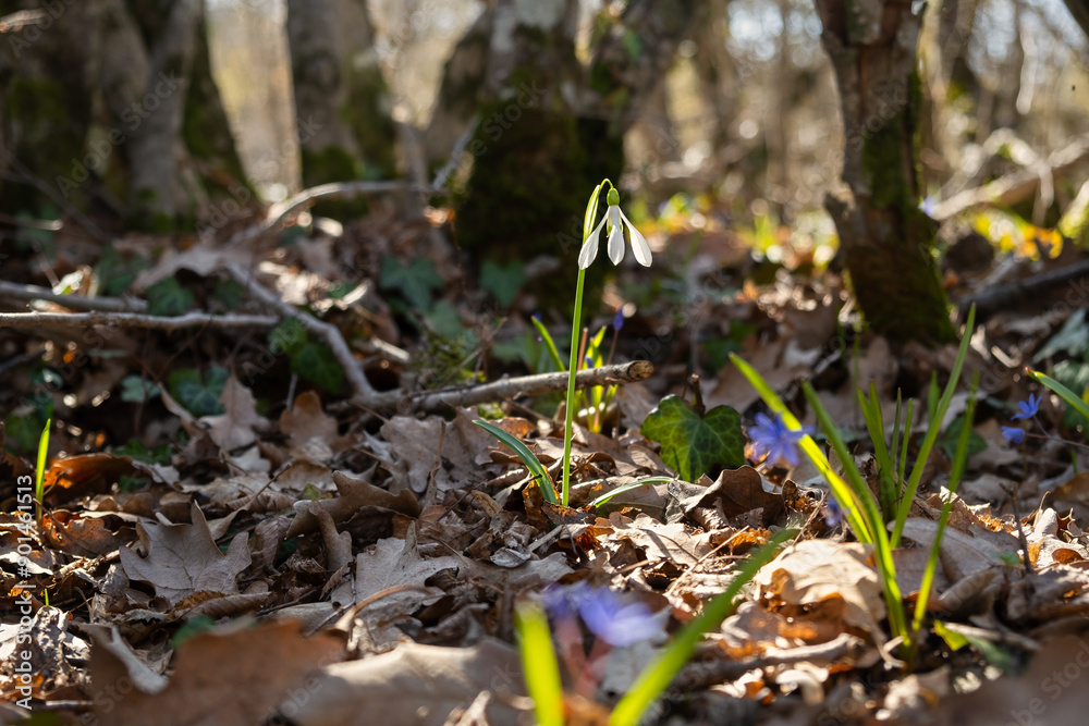 Snowdrop Galanthus nivalis in the forest close-up. Macro photography of snowdrops among fallen leaves in spring. Tender first flowers in bright sunlight. The concept of spring. Soft selective focus. Snowdrop Galanthus nivalis in the forest close-up. Macro photography of snowdrops among fallen leaves in spring. Tender first flowers in bright sunlight. The concept of spring. Soft selective focus.