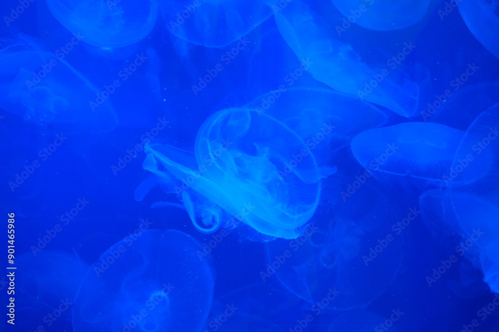 Asian Moon Jelly in an aquarium Asian Moon Jelly in an aquarium