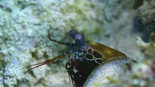 A colorful mantis shrimp poking its head out of the coral reef and searching in the underwater column.