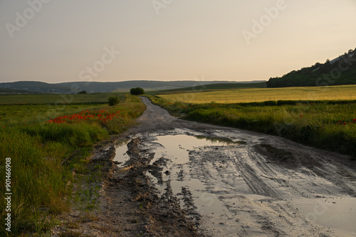 The road is a puddle field. Beautiful summer sunset landscape. A rural road after the rain. A calm peaceful landscape with poppies and a golden wheat field. Bright flowers along. The concept of travel