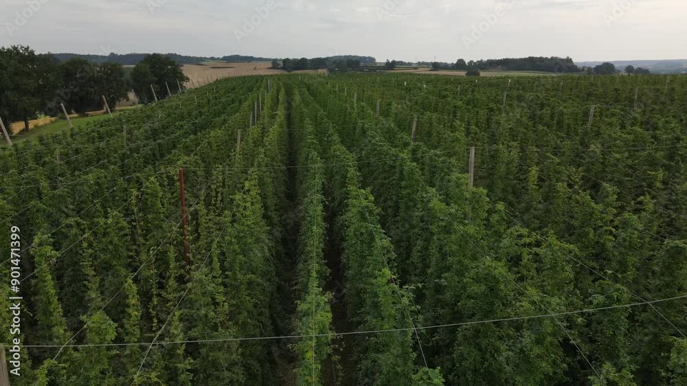 Fly from top along a Bavarian hops field during summer grow time and see the landscape from a different angle Fly from top along a Bavarian hops field during summer grow time and see the landscape from a different angle