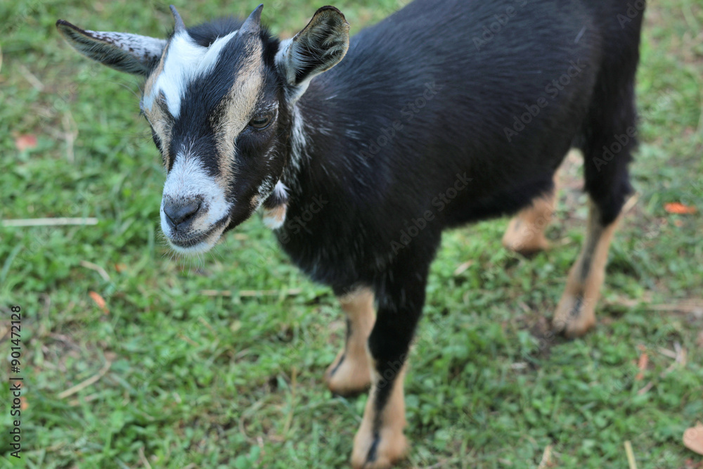 Cute little goat on farm in summer. Domestic animals and breeding. 