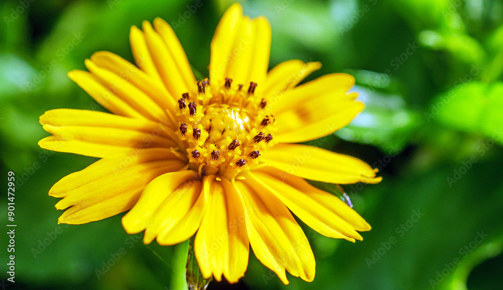 Pretty yellow creeping daisy flower, close-up of pollen yellow creeping daisy flower, yellow creeping daisy flowers growing in spring Pretty yellow creeping daisy flower, close-up of pollen yellow creeping daisy flower, yellow creeping daisy flowers growing in spring