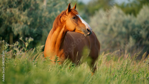 A chestnut horse with a white blaze stands in a field of tall green grass, its head turned towards the camera.