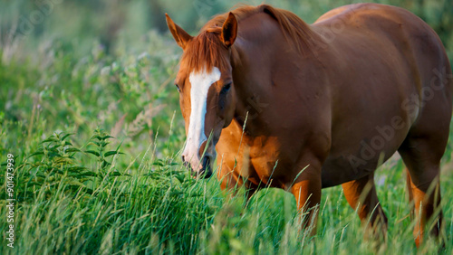 A beautiful chestnut horse with a white blaze on its face grazes peacefully in a lush green meadow.