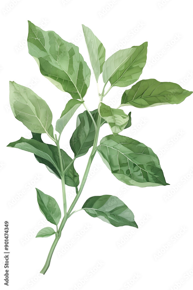 Fototapeta premium Vibrant Leaf Branch Illustration with Detailed Veins and Textured Green Leaves