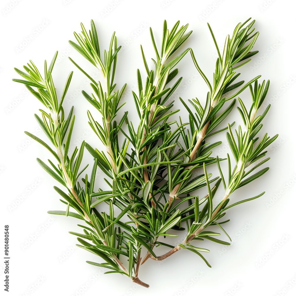 Fototapeta premium Fresh rosemary sprigs isolated on white background.