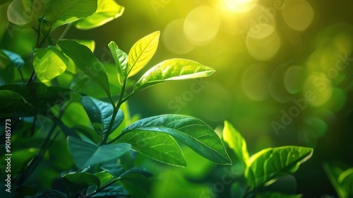 Photosynthetic Efficiency: Measures how effectively light energy is converted into chemical energy during photosynthesis, indicating the efficiency of energy capture and conversion in plants.
 photo