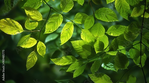 Photosynthetic Efficiency: The ratio of light energy converted into chemical energy during photosynthesis, reflecting how effectively plants and algae produce energy from sunlight.
 photo