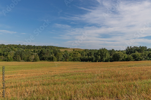 beautiful landscape, a mowed yellow field, a strip of trees and a blue sky