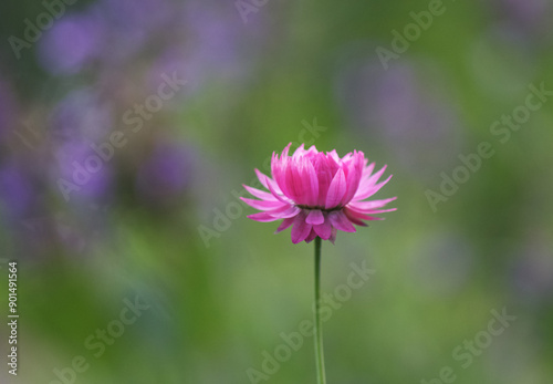Fototapeta Naklejka Na Ścianę i Meble -  solitary pink flower