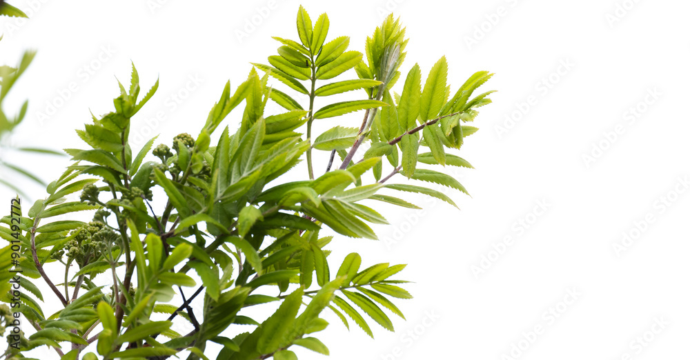 Rowan tree branches with green leaves isolated on white background Rowan tree branches with green leaves isolated on white background
