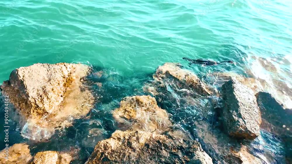 A cormorant caught a bullhead fish, Venice Beach, video 4k, 60 fps A cormorant caught a bullhead fish, Venice Beach, video 4k, 60 fps