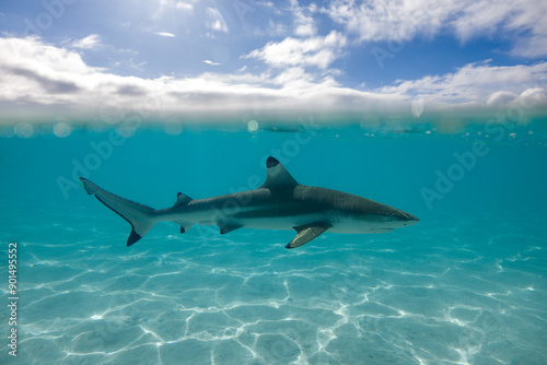 Tiburón de coral en el Océano Pacífico photo