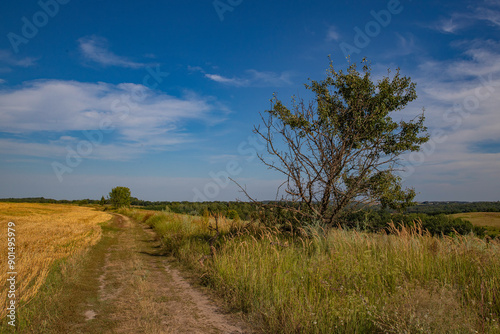 the road through endless meadows, a mowed field, harvested crops and a tree by the road