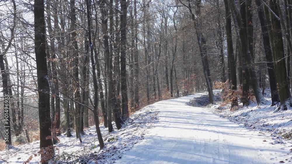A snow-covered path in a forest in winter on a sunny day A snow-covered path in a forest in winter on a sunny day