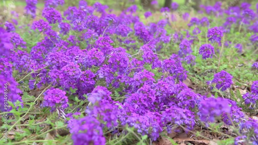 Homestead Purple Verbena in the garden Homestead Purple Verbena in the garden