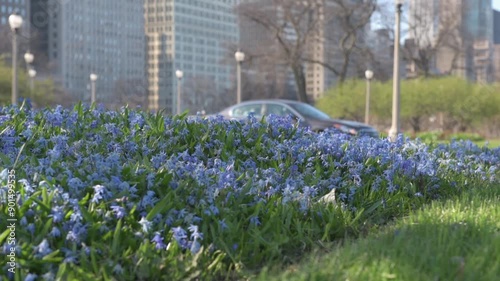 Scilla, Squills, Bluebells Flower. Chicago City Skyscreapers in Background. Illinois, USA photo