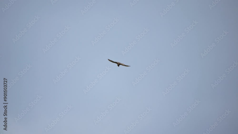 Red kite circles near urban buildings and power lines. Captured with a telephoto lens on a cloudy day, with the bird standing out against the clouded sky. Red kite circles near urban buildings and power lines. Captured with a telephoto lens on a cloudy day, with the bird standing out against the clouded sky.