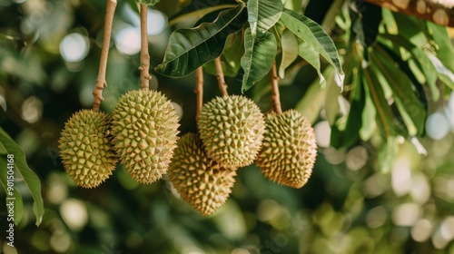 Durian fruits, including Mon Thong and Kan Yao varieties, hanging on a tree in a Thai plantation photo