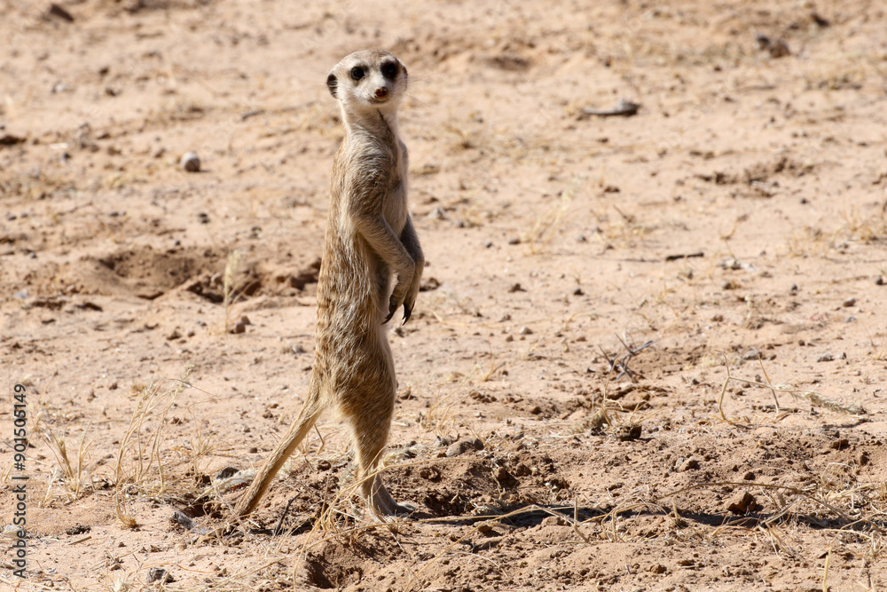 Fototapeta premium Meerkat (Suricate) in the Kalahari Desert, ever alert for dangers.