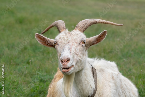 Old cute goat. Closeup head and face and of funny pet posing outdoor. Eyes are looking at the camera. Agriculture image.