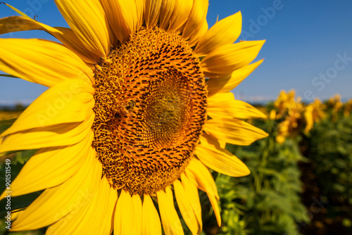 Campo di girasoli