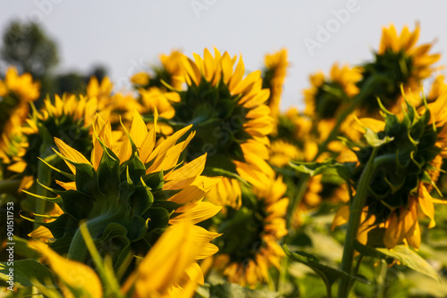 Campo di girasoli