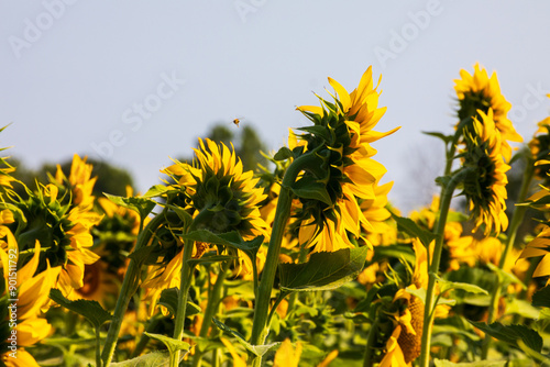 Campo di girasoli