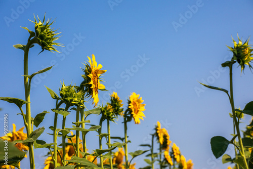 Campo di girasoli