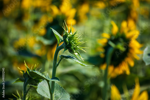Campo di girasoli