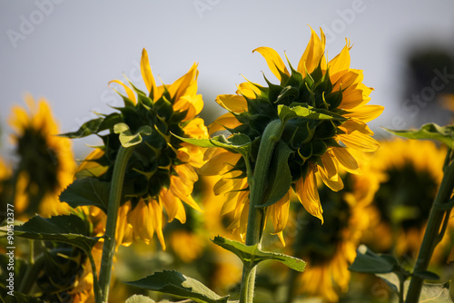 Campo di girasoli