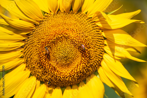 Campo di girasoli