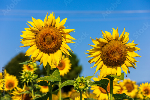 Campo di girasoli