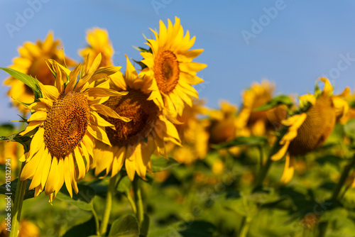 Campo di girasoli