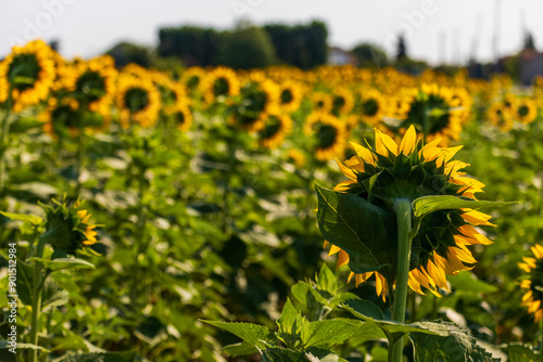 Campo di girasoli