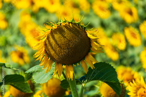 Campo di girasoli