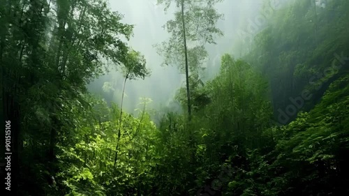 Towering trees in the distance provide the perfect frame for the picturesque clearing creating a sense of depth and vastness in the rainforest.