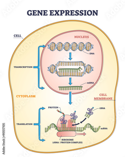 Gene expression process for product synthesis formation outline diagram, transparent background. Labeled educational inner cellular structure.