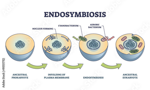 Endosymbiosis process stages with symbiotic living organisms outline diagram, transparent background. Labeled educational biological evolution theory steps.