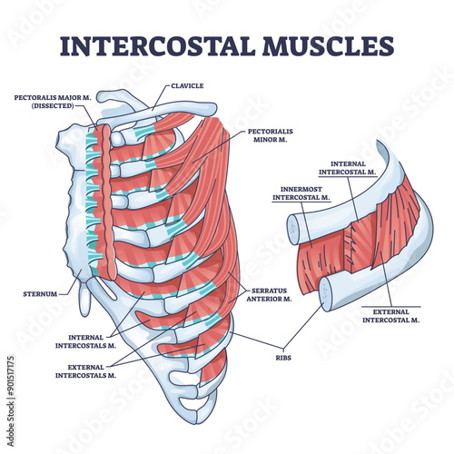 Intercostal muscles between ribs in anatomical chest cage outline diagram, transparent background. Labeled educational expand and contract skeleton ability for breathing illustration.