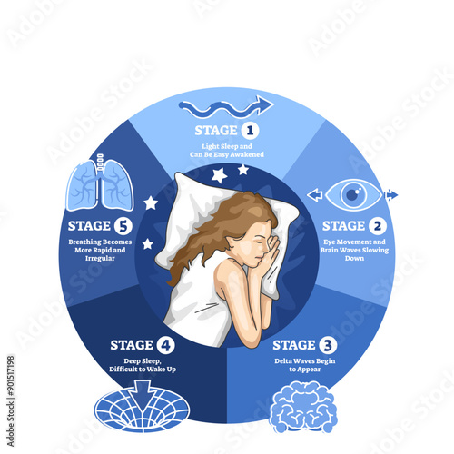 Sleep cycle with labeled night stages and phases description outline diagram, transparent background.Educational scheme with biological brain and body processes illustration.