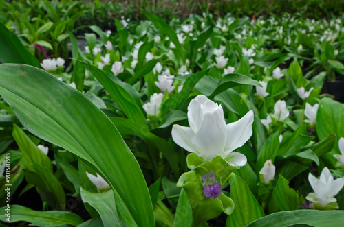 White tulip of Siam flowers bloom in the rainy season photo