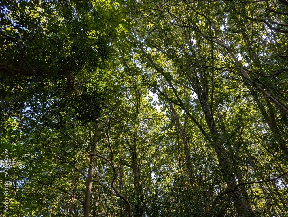Tree canopy in a British deciduous woodland Tree canopy in a British deciduous woodland
