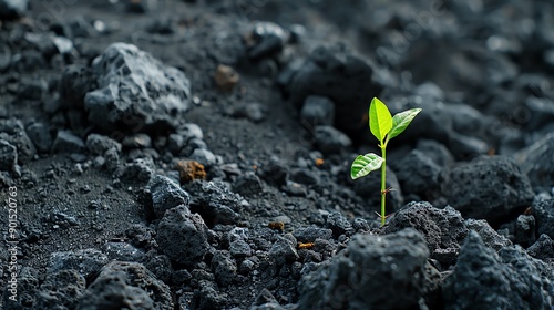 Seedling among ruins, symbolizing rebirth after destruction, Seedling, Resilience, history