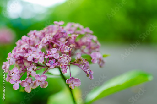 淡い紫の紫陽花