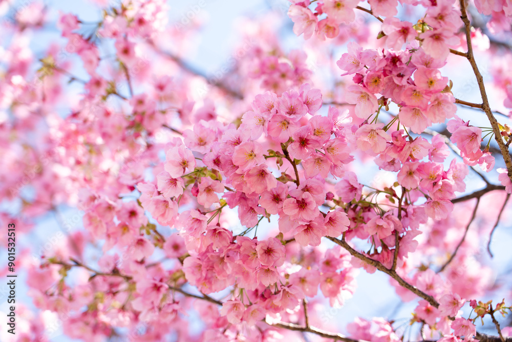 Closed up background of pink color flower sakura (cherry) blossom Closed up background of pink color flower sakura (cherry) blossom