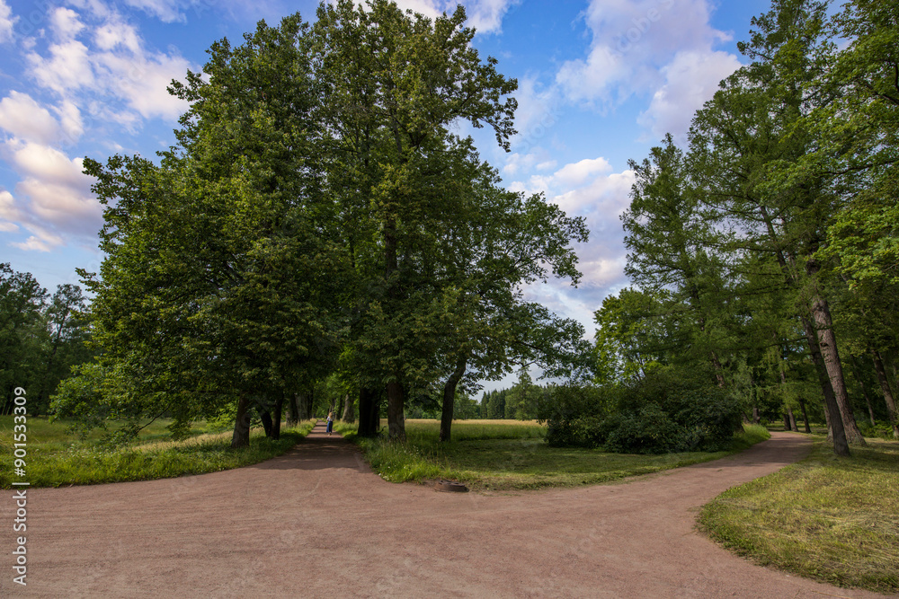 Two paths converge in a summer park, framed by tall, verdant trees with a blue sky overhead. A single figure walks towards the center, creating a sense of calm and solitude. Two paths converge in a summer park, framed by tall, verdant trees with a blue sky overhead. A single figure walks towards the center, creating a sense of calm and solitude.